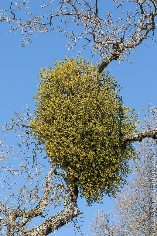 henry coe state park